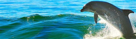 Volunteer work with Dolphins | Conservation Programs 2019 | Volunteer World