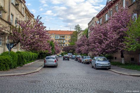 Sakura blossom in Uzhgorod · Ukraine travel blog