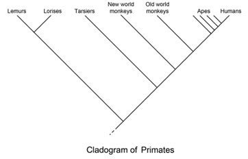 Clade Definition, Uses & Examples | Study.com