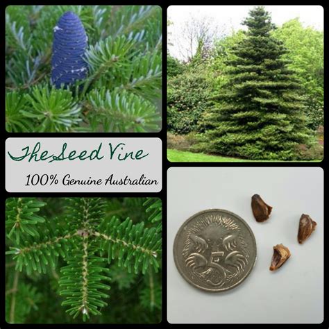 Abies koreana - Korean Fir - The Seed Vine