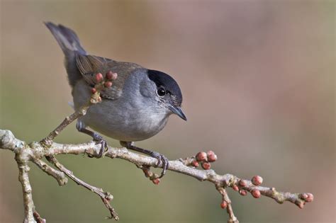 Eurasian blackcap – Flight for Survival