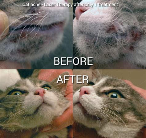 Cat Acne - Laser Therapy successful results | Glen Oak Dog & Cat Hospital