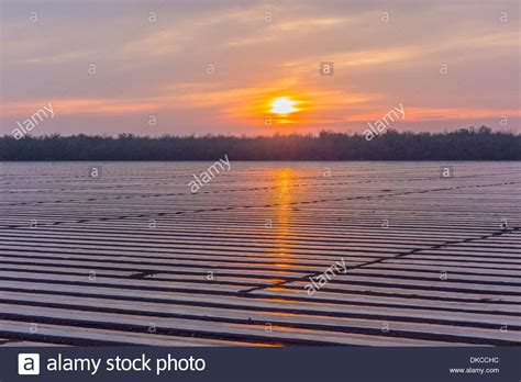 Plastic sheeting covering large-scale vegetable farmland to inhibit weed growth at sunset on ...