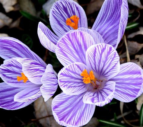 Striped Purple Crocus 1800x1600 Background Image, Wallpaper or Texture free for any web page ...