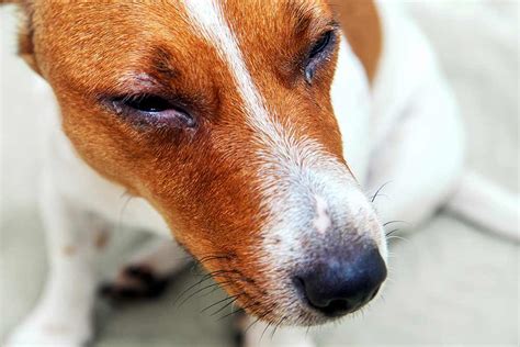 Is It a Dog Eye Allergy or an Eye Infection? How to Tell the Difference