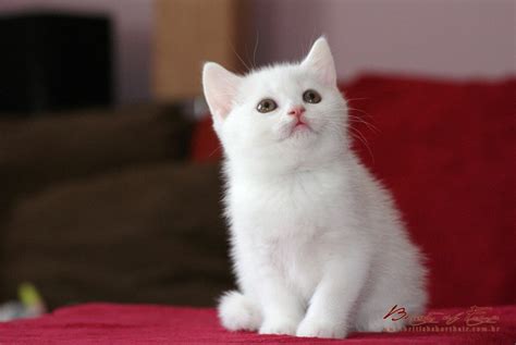 British Shorthair Kittens - Beauty of Freya