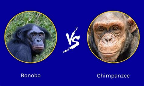 Bonobo vs Chimpanzee: What are the Differences? - IMP WORLD