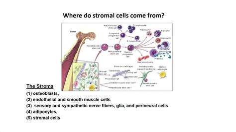 Research : Suppression of DKK3 protein thwarts pancreatic tumor ...