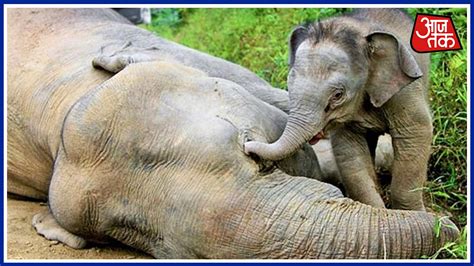 Baby Elephant Cry By His Dead Mom - YouTube