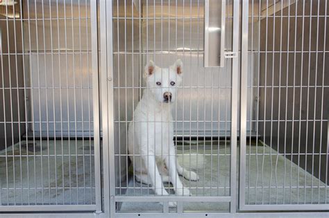 L.A. County animal shelters try a new appointment approach - Los Angeles Times