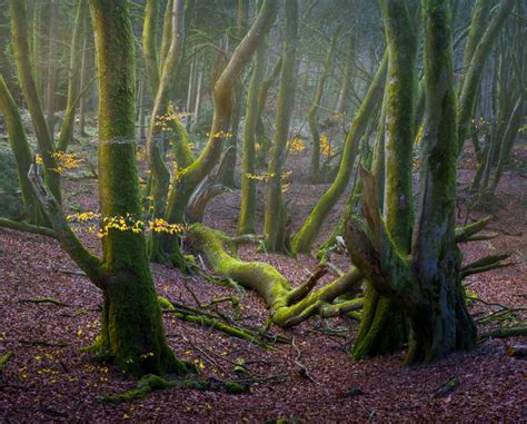 How to Photograph Forests and Trees - CaptureLandscapes