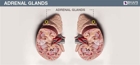 Endocrine System | Ductless Glands - Types & Functions | Byju's