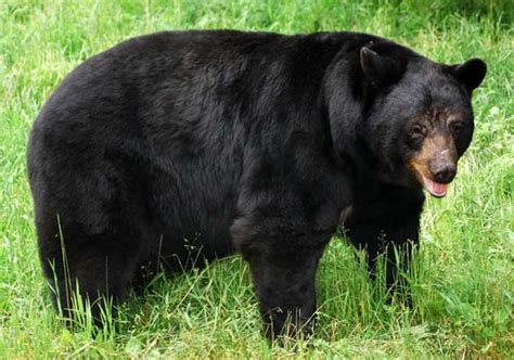 American Black Bear Habitat In Natural Trap Caves ~ planetanimalzone