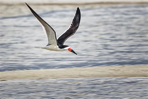 Black Skimmer Flying Along Beach at Cedar Island North Carolina ...