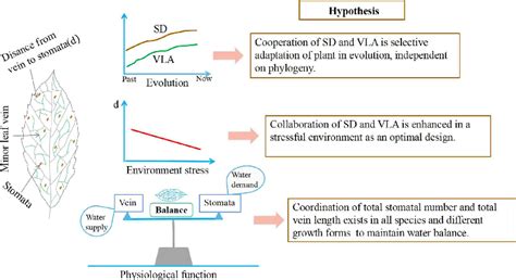 Linkages between stomatal density and minor leaf vein density across different altitudes and ...