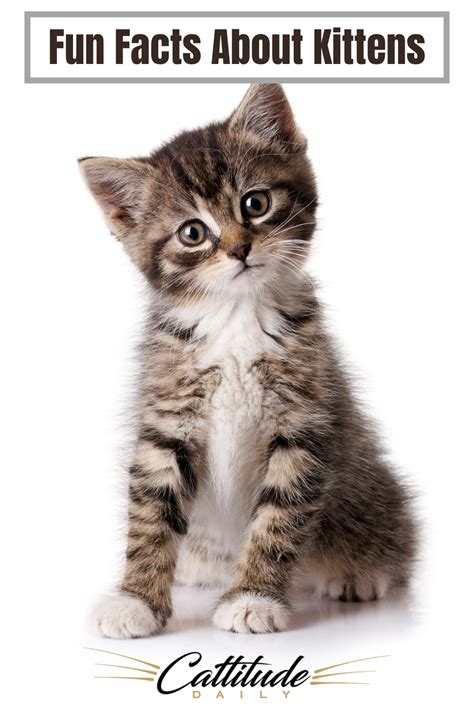 Fun Facts About Kittens To Make You Smile | Gatitos lindos, Gatos bonitos, Gatito