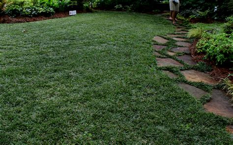 Buy Dwarf Mondo Grass Online From Wilson Bros Gardens