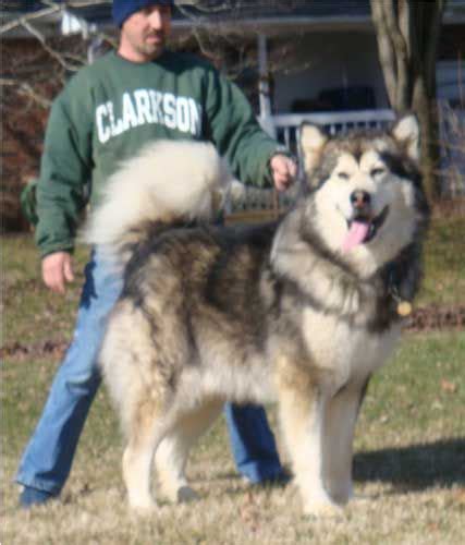 Giant Alaskan Malamute Puppies For Sale Uk - Pets Lovers