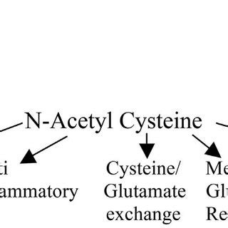 Proposed mechanism of action of N-Acetylcysteine.... | Download ...