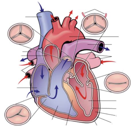 Heart Diagram Diagram | Quizlet