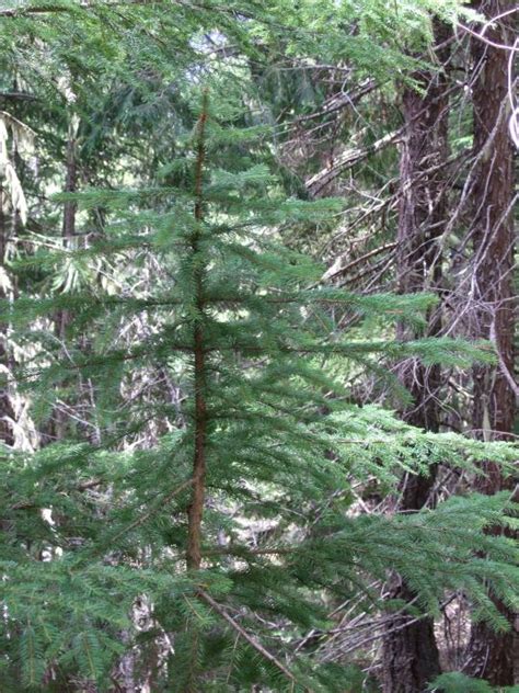 Picea sitchensis, Sitka Spruce – Woodbrook Native Plant Nursery