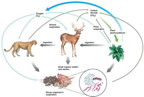 FIGURE 15.9. The Carbon Cycle