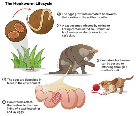 signs and symptoms of hookworms in cats - Arron Saldana