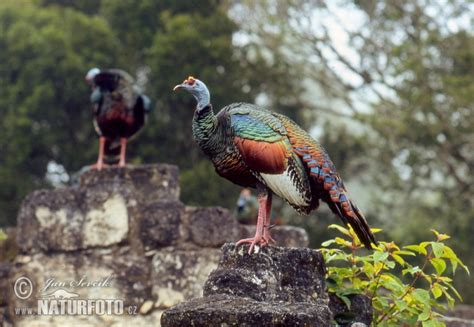 Meleagris ocellata Pictures, Ocellated Turkey Images, Nature Wildlife Photos | NaturePhoto