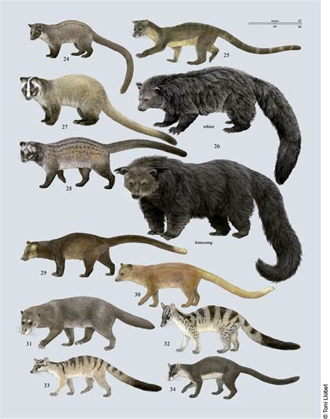 Nature illustrated » CA Handbook of the Mammals of the World | Animals ...