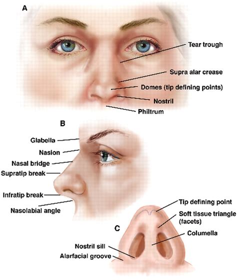 Nasal anatomy | Nose diagram, Nose, Anatomy