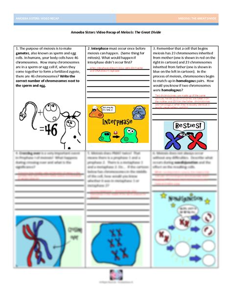 SOLUTION: Amoeba Sisters Video Recap of Meiosis Answers Worksheet - Studypool