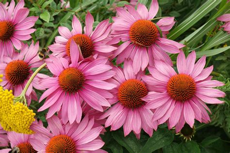 Grass Echinacea purpurea, description, planting and care in the open ...