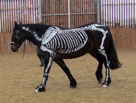 Skeleton Horse by Wildflower789 on DeviantArt