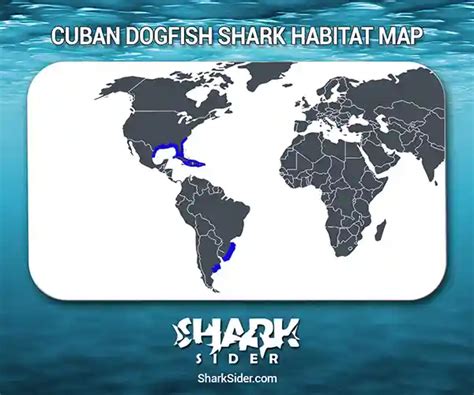 Cuban Dogfish Shark – Facts, Size, Behavior, Diet, Pictures