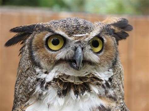 Photo I took of a Great Horned Owl at the Ohio Wildlife Center's Education Center | Wildlife ...