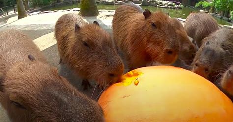 Watch This Hungry Herd of Capybaras Eat a Giant Pumpkin