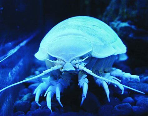 isopod NOAA | Deep sea creatures, Giant isopod, Scary sea creatures