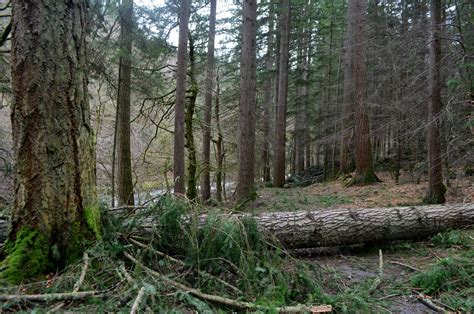 Tour Scotland: Tour Scotland Video Photographs Storm Damage Hermitage Walk Dunkeld Perthshire ...