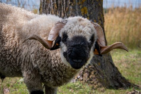 Sheep Valais Blacknose Free Stock Photo - Public Domain Pictures