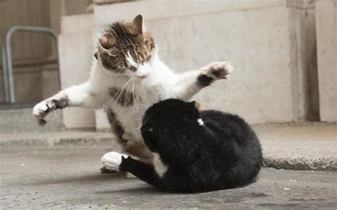 Claws out in Whitehall as Larry the cat takes on Palmerston, his Foreign Office rival