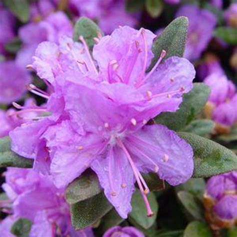 Purple Gem Rhododendron | Plant Addicts