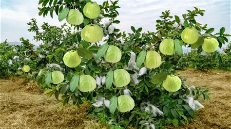 अमरूद की खेती | Amrud ki kheti | guava farming | guava fruit | Thai ...