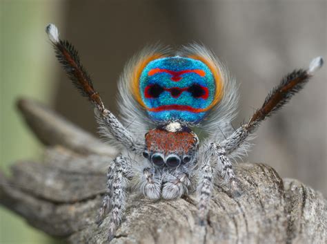 Peacock Spider Dance