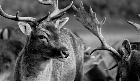 Free Images : nature, black and white, wildlife, mammal, fauna, close up, wild animals, white ...