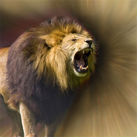 Lions Roar - Fearless | Lions Roar - Fearless .... is my 2nd… | Flickr