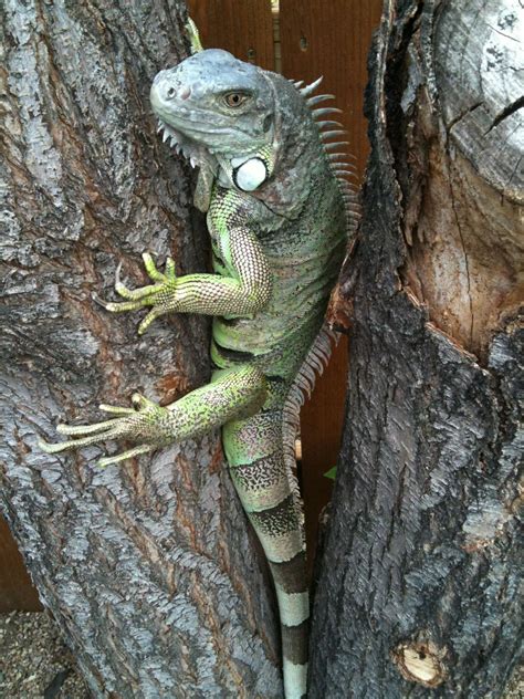 Female green iguana, Ringo | Iguana pet, Green iguana, Iguana