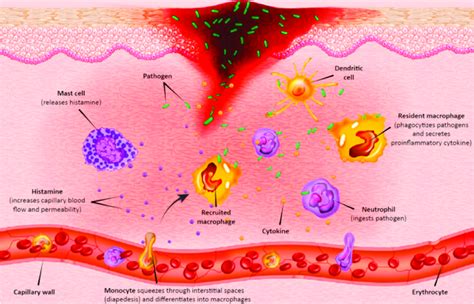 Wound infection emerges by the presence of bacterial colonies on the... | Download Scientific ...