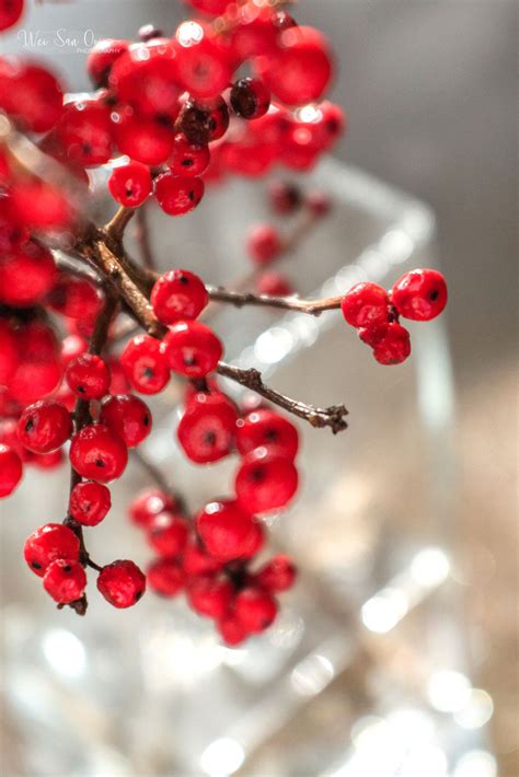 Red Winter Berries - | Winterberry, Berries, Blossoms art