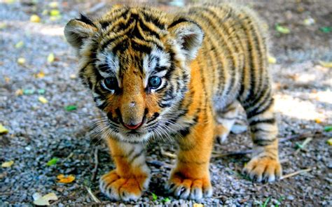 Cute Baby Bengal Tiger