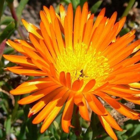 Ice Plant Orange Flower Seeds (Dorotheanthus Bellidiformis) 200+Seeds | Ice plant, Orange ...